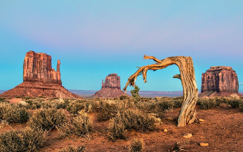Dead Tree with Rock Formations