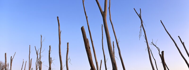 dead trees against blue sky