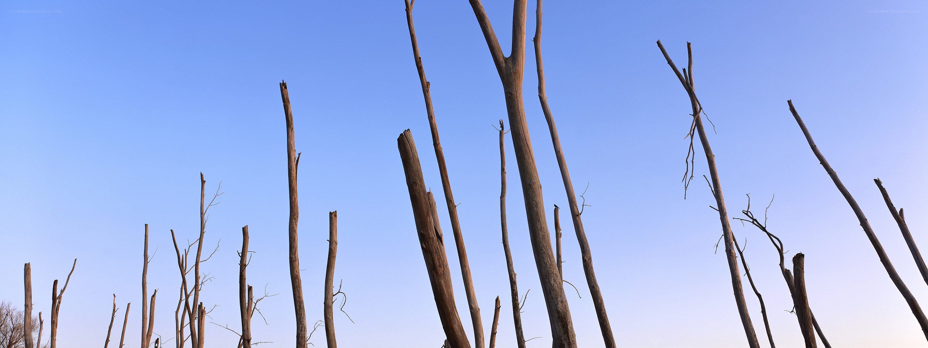 dead trees against blue sky