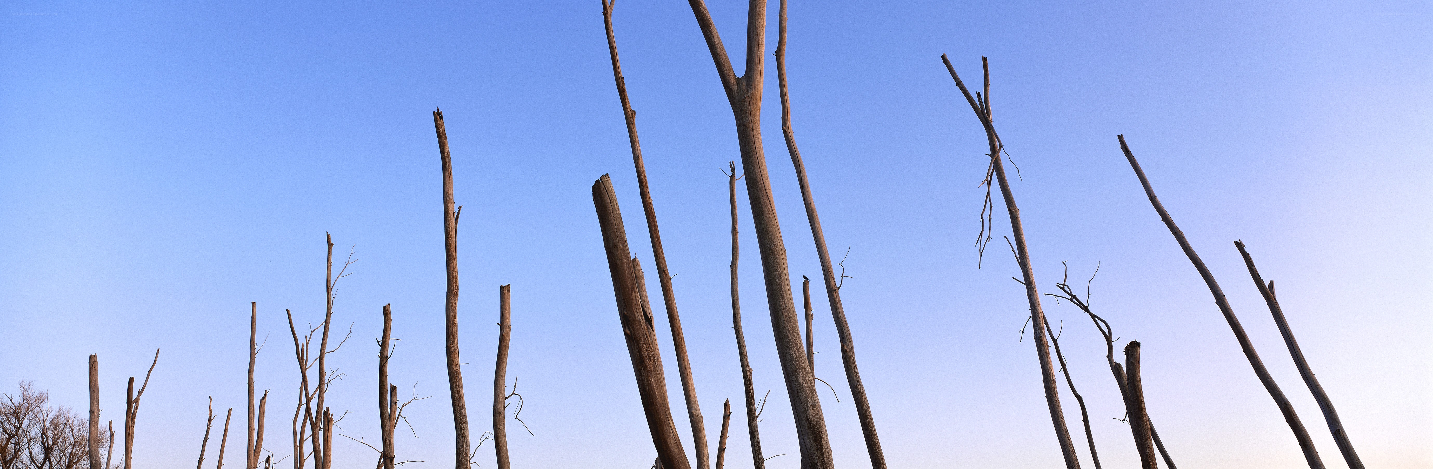 dead trees against blue sky