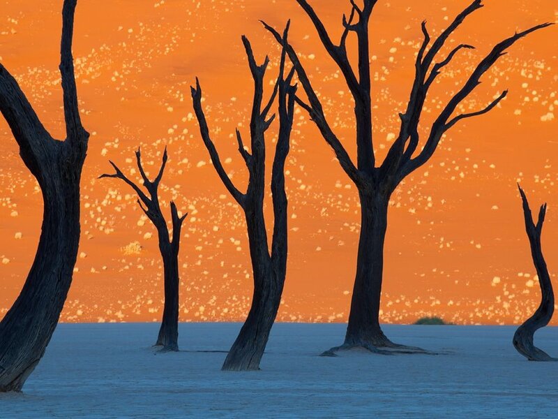 Dead trees at sunset