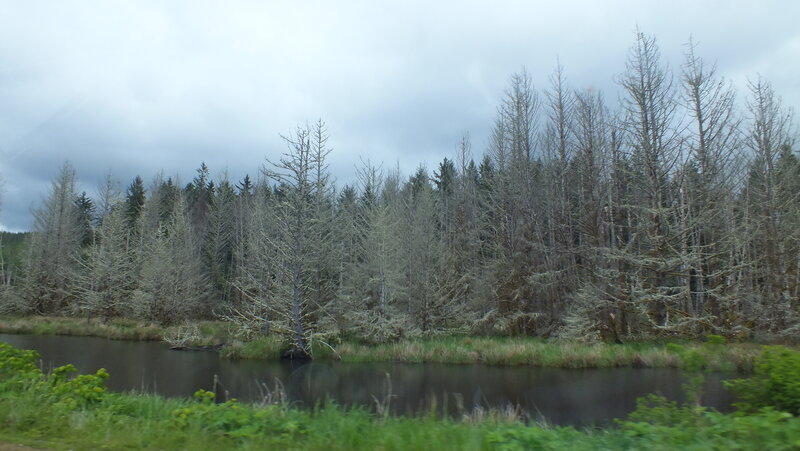 Dead Trees by River