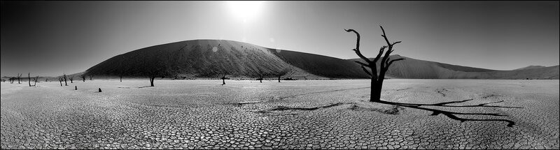 Dead trees in a desert