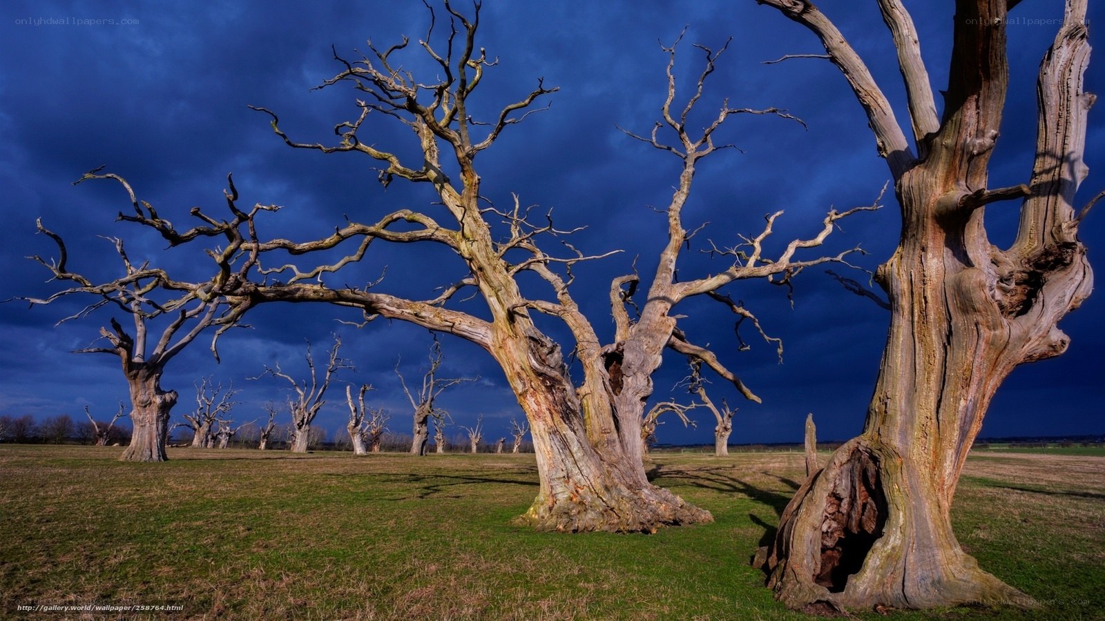Dead trees in a field