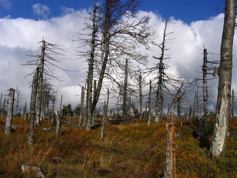 Dead trees in a forest