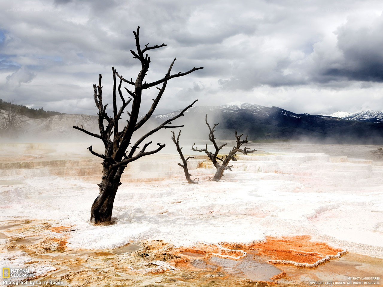 Dead trees in a geothermal field