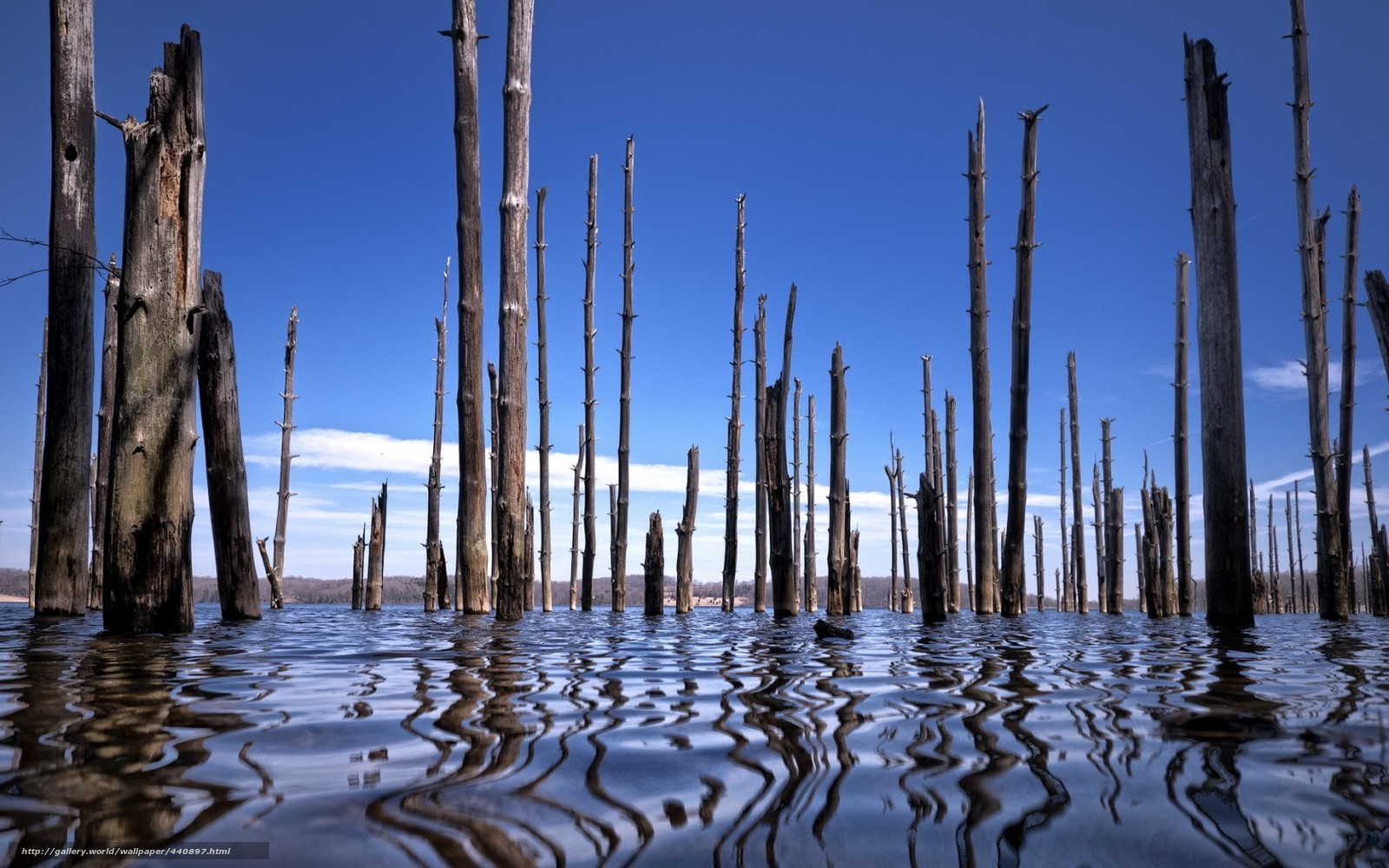 Dead trees in a lake