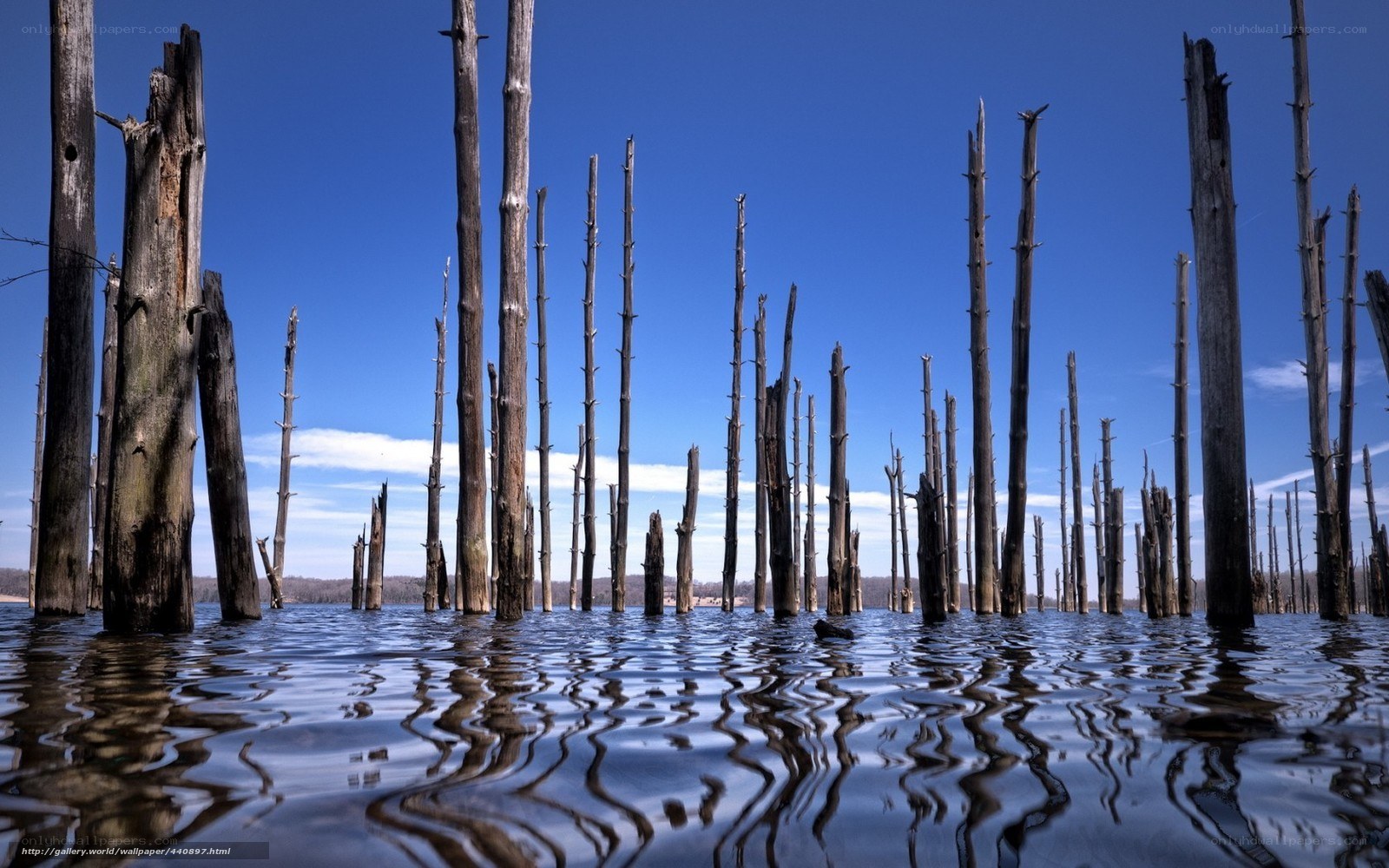 Dead trees in a lake