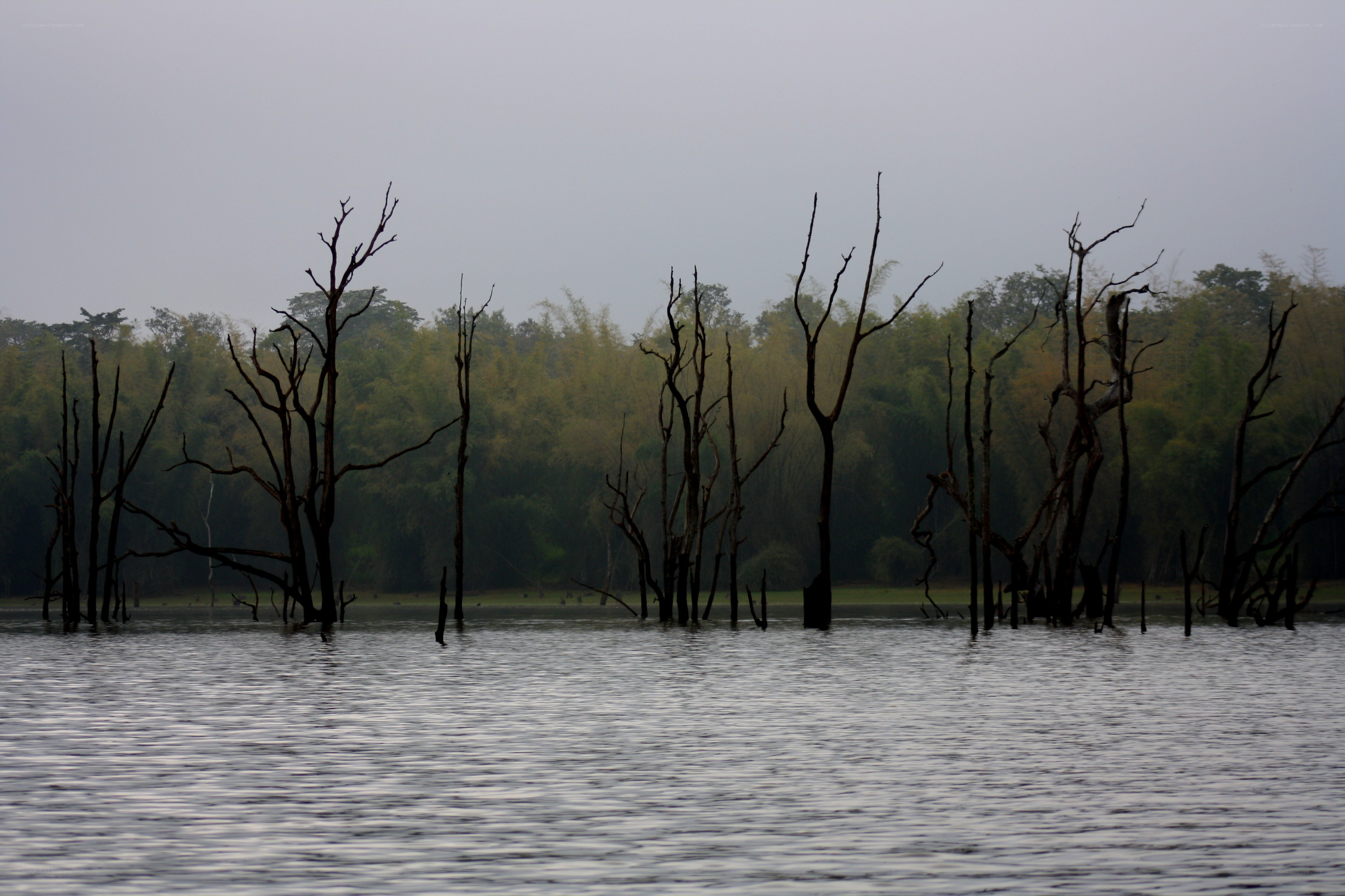 Dead trees in a lake