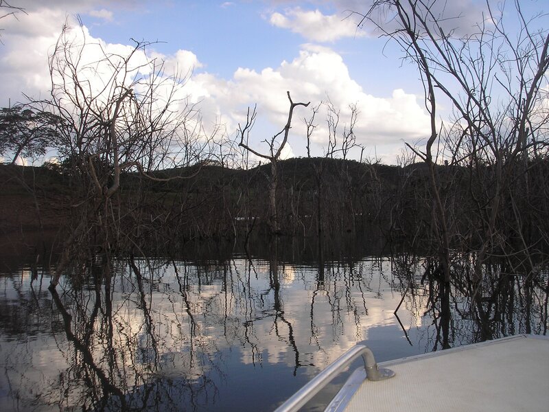 Dead trees in a lake