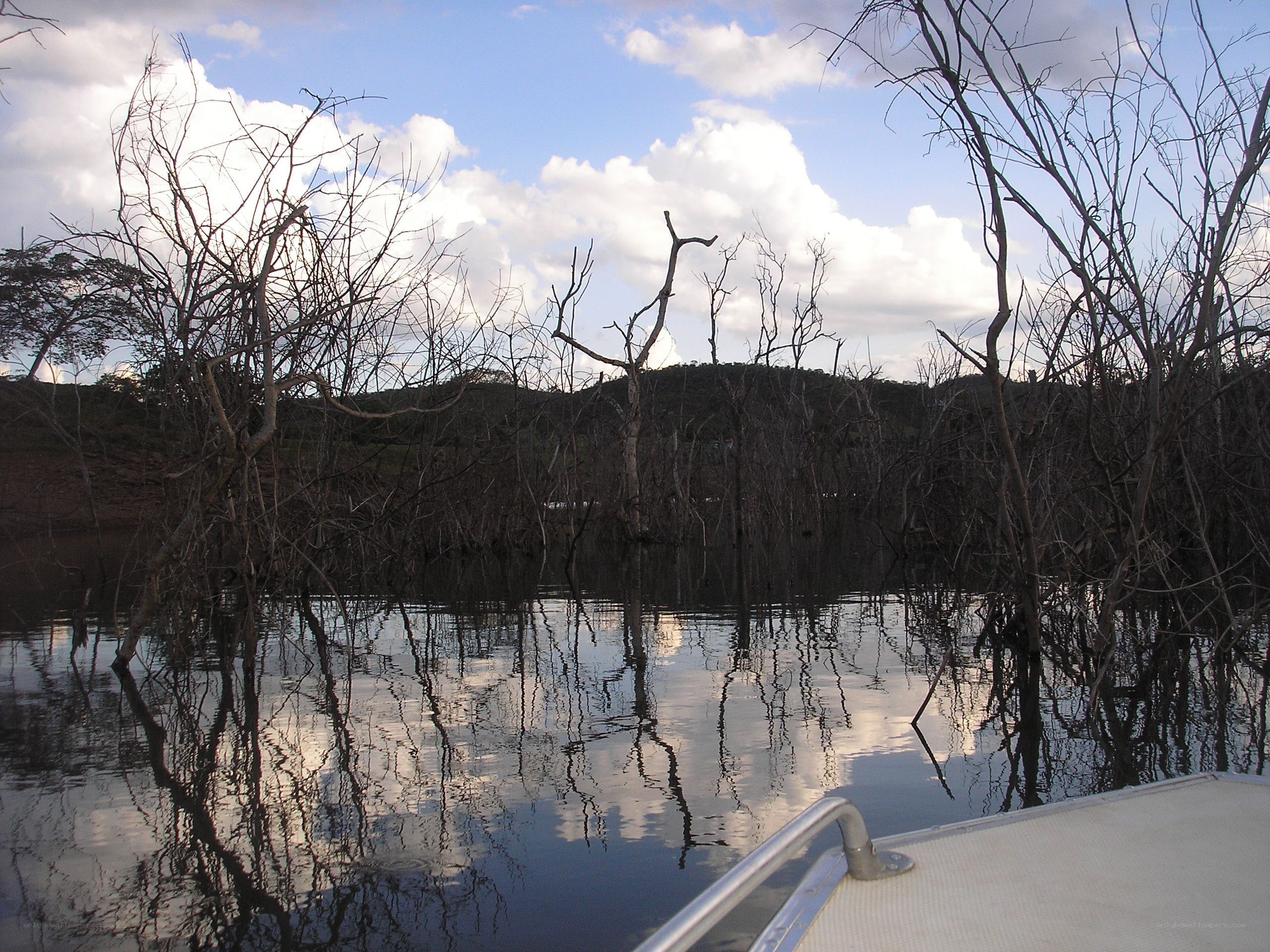 Dead trees in a lake