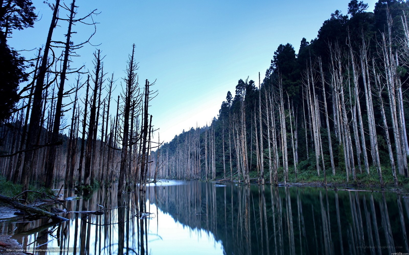 Dead trees in a lake