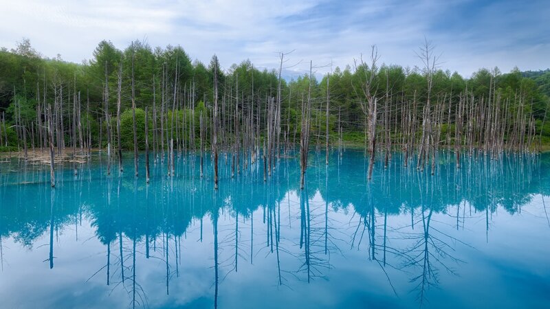 Dead Trees in Blue Lake — Serene, Morning, Photograph