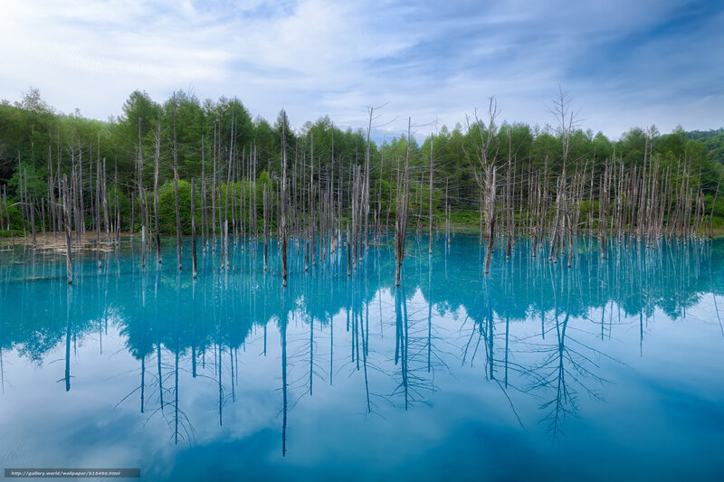 Dead Trees in Blue Lake — Serene, Morning
