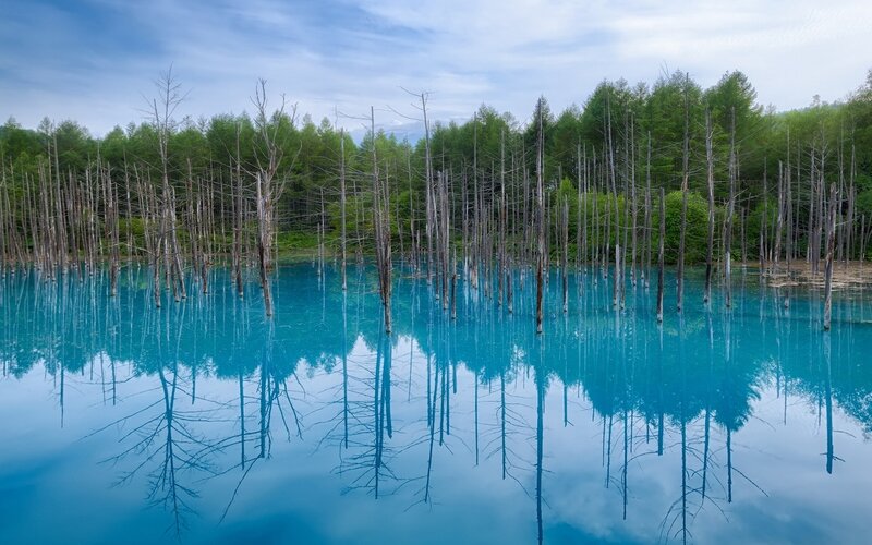 Dead Trees in Blue Lake — Serene, Summer