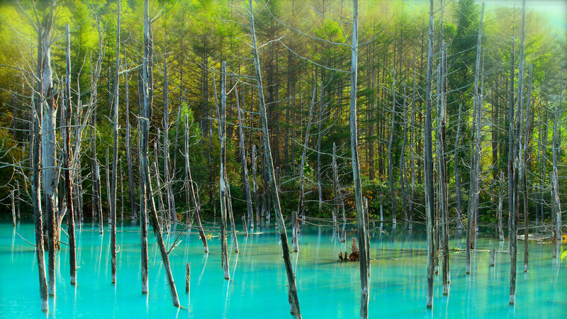 Dead Trees in Blue Lake — Serene