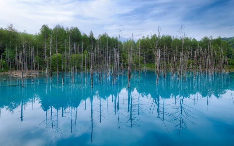 Dead Trees in Blue Lake