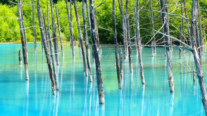 Dead Trees in Blue Water