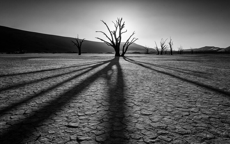 Dead Trees in Desert — Black, Dramatic