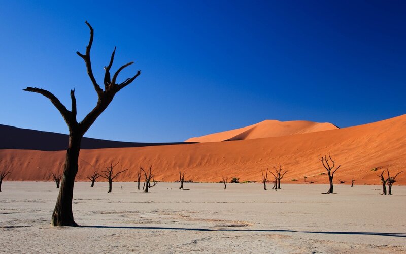 Dead Trees in Desert — Blue, Arid, Afternoon, Photograph, Sand Dunes, Sky, Orange