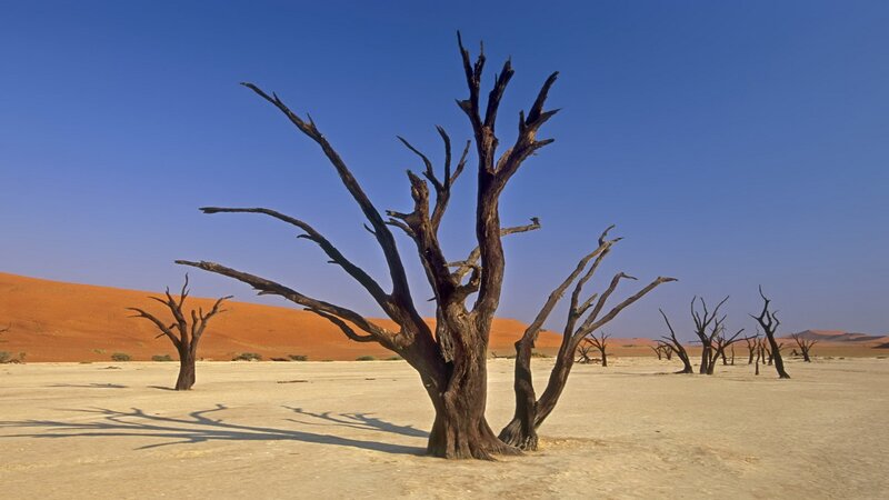 Dead Trees in Desert — Blue, Arid, Afternoon, Photograph, Sand Dunes, Sky, Shadows