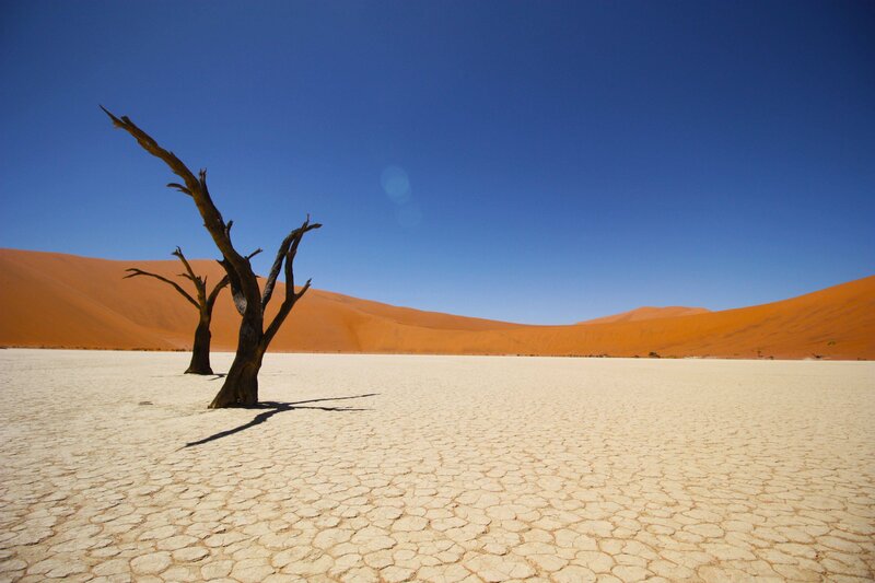 Dead Trees in Desert — Blue, Arid, Afternoon, Photograph, Sand Dunes
