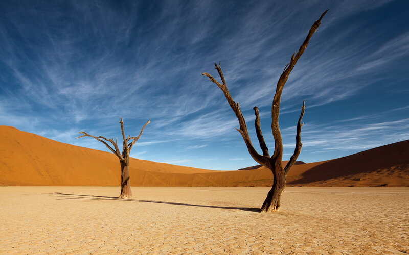 Dead Trees in Desert — Blue, Arid, Afternoon, Photograph