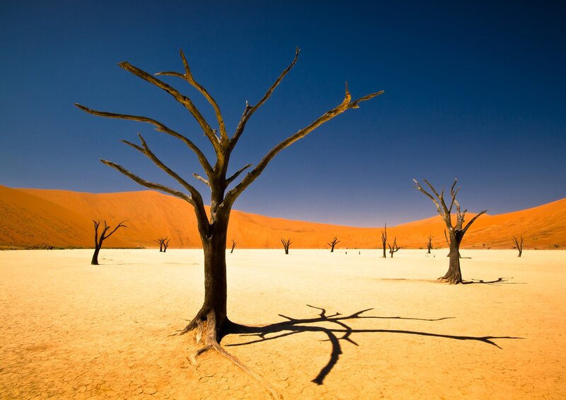 Dead Trees in Desert — Blue, Arid, Afternoon