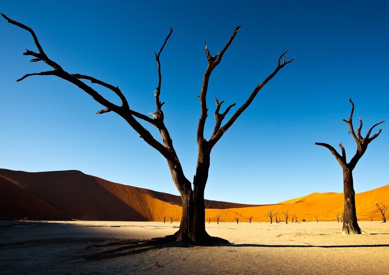Dead Trees in Desert — Blue, Desolate, Afternoon