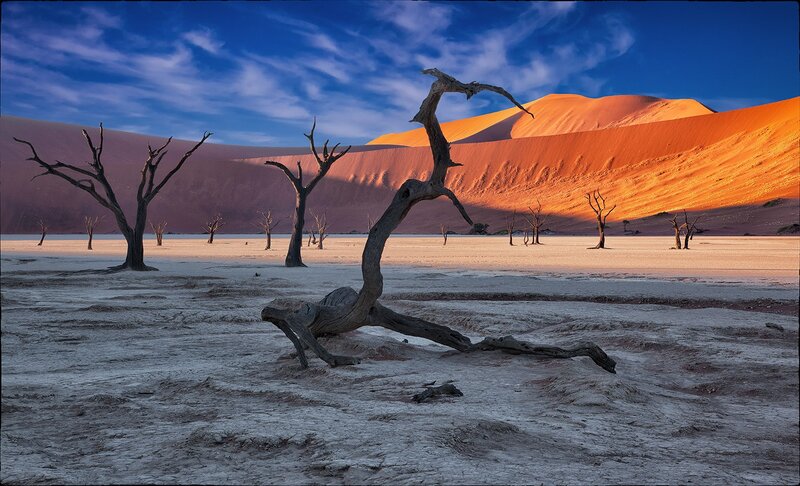Dead Trees in Desert — Blue, Dramatic, Sunset