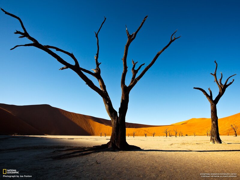 Dead Trees in Desert — Blue, Dramatic