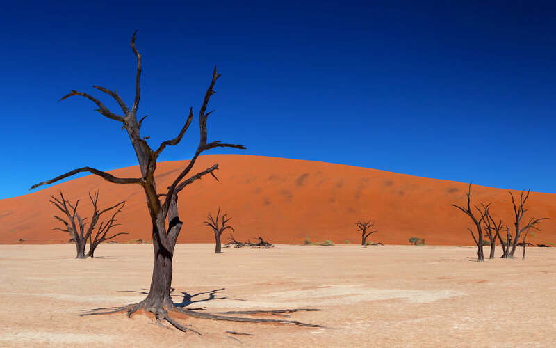 Dead Trees in Desert — Blue