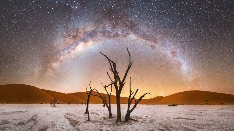 Dead Trees in Desert — Brown, Dramatic