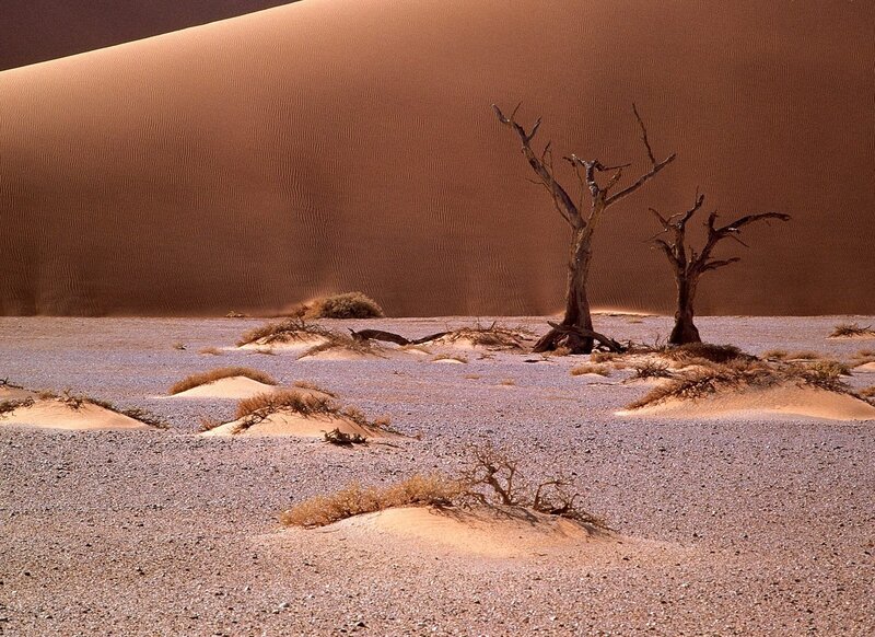 Dead Trees in Desert — Brown