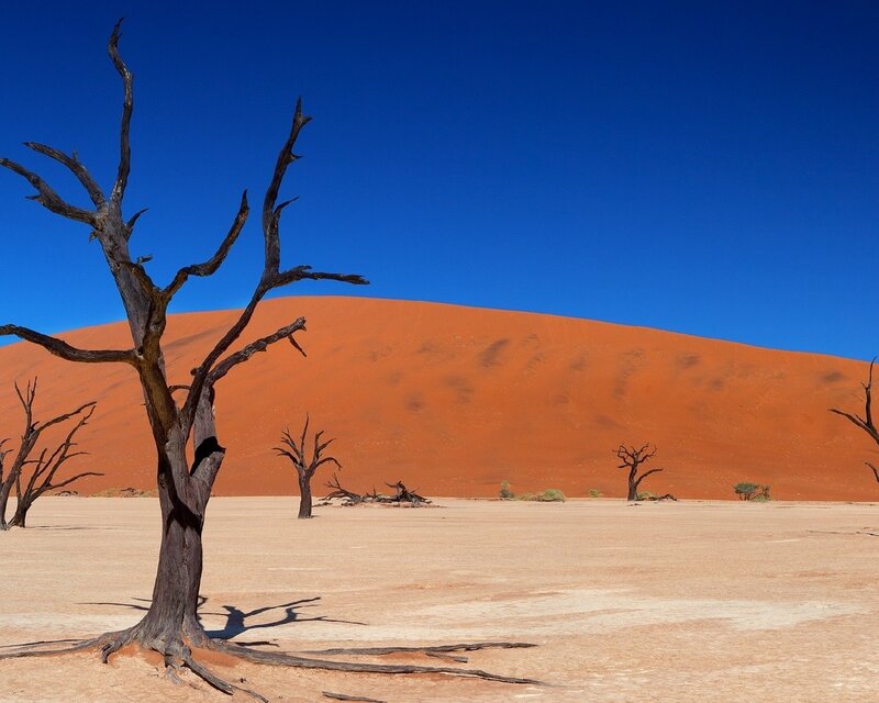 Dead trees in desert dunes