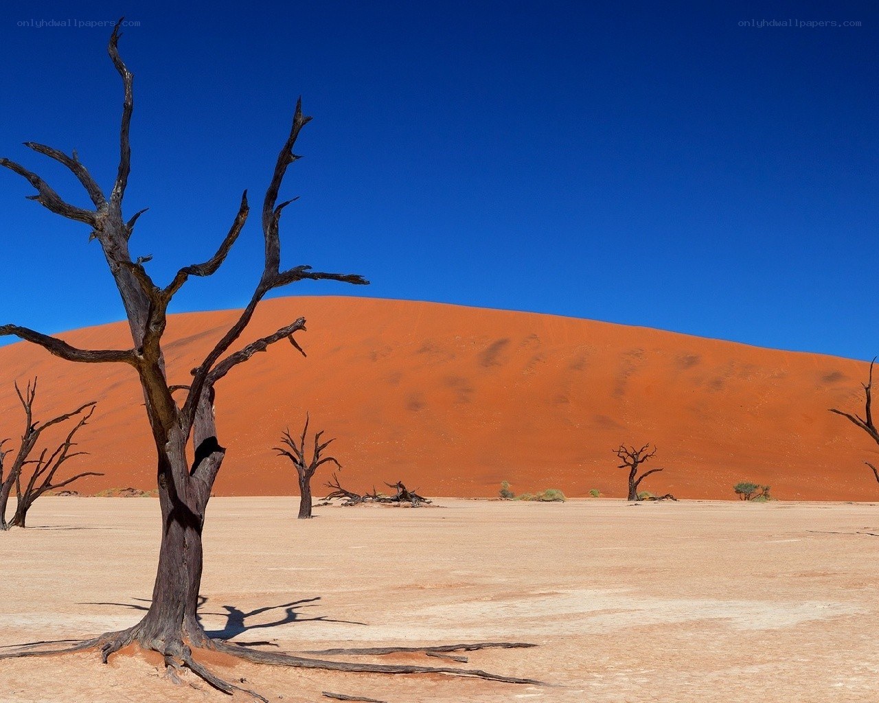Dead trees in desert dunes