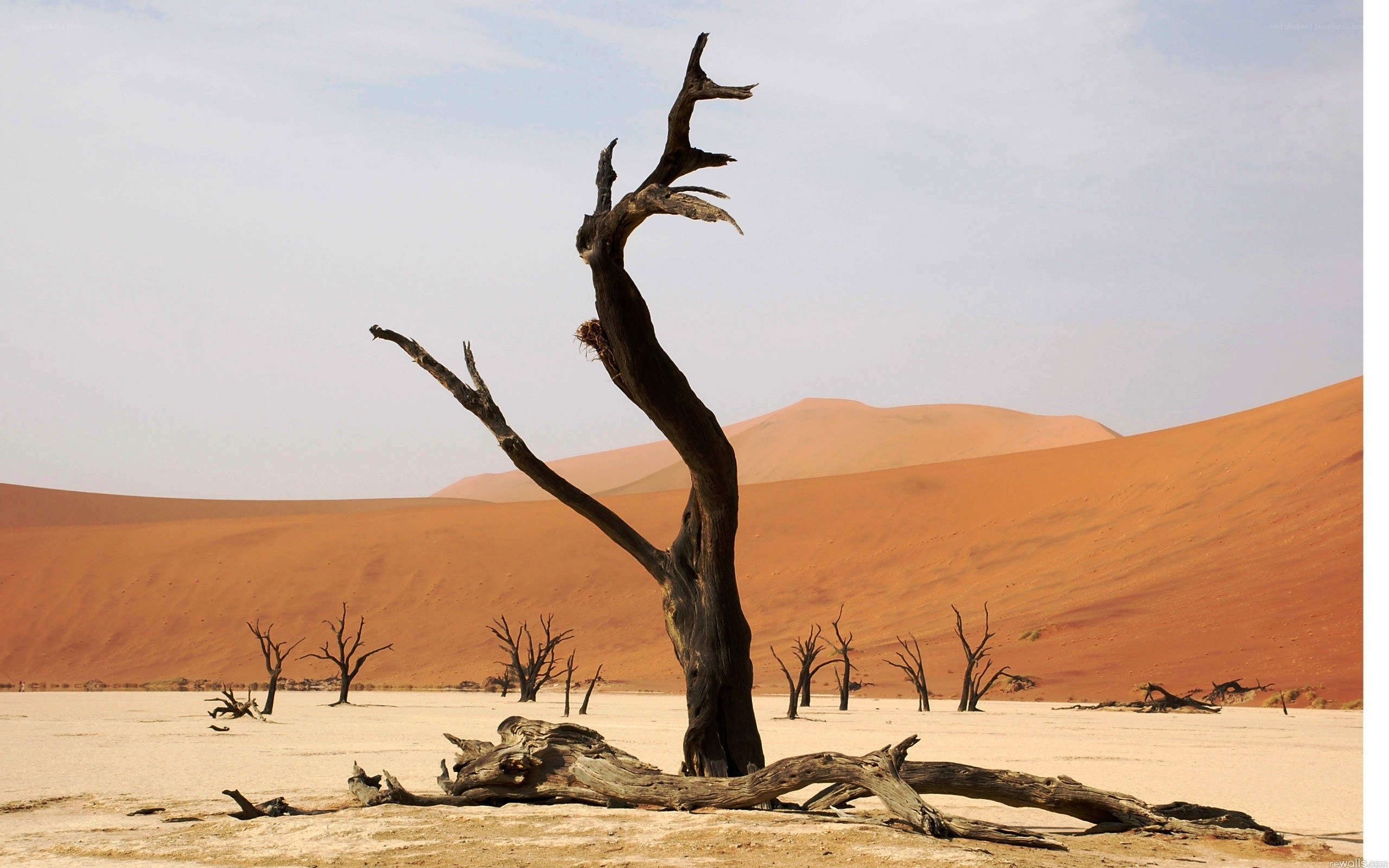 Dead trees in desert landscape
