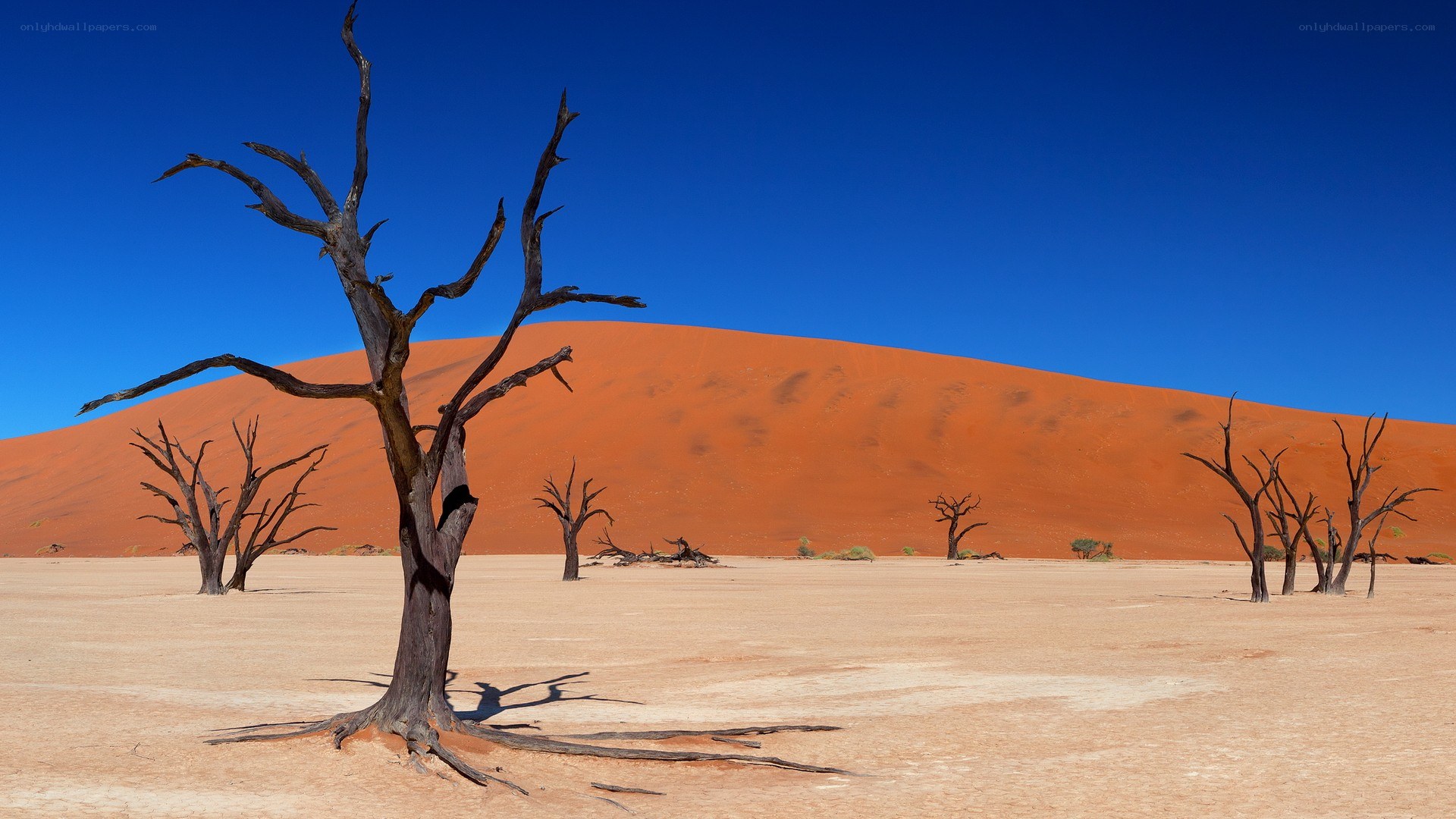 Dead trees in desert landscape