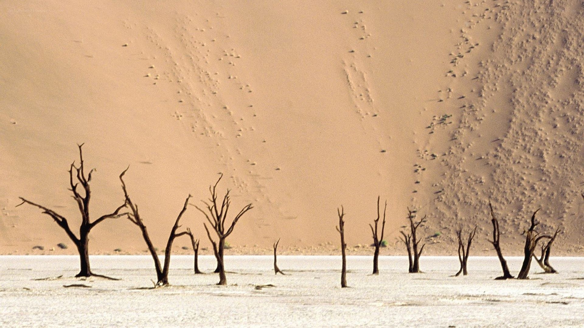 Dead trees in desert landscape