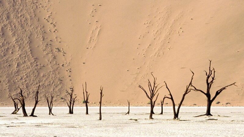 Dead trees in desert landscape
