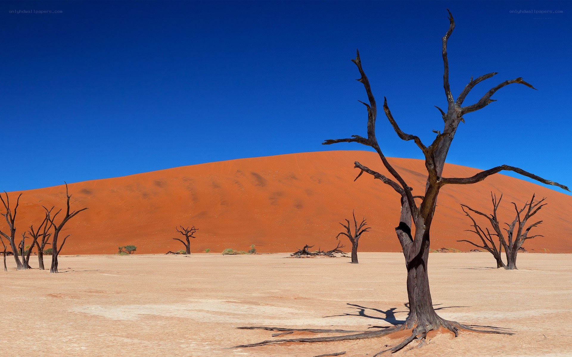 Dead trees in desert landscape