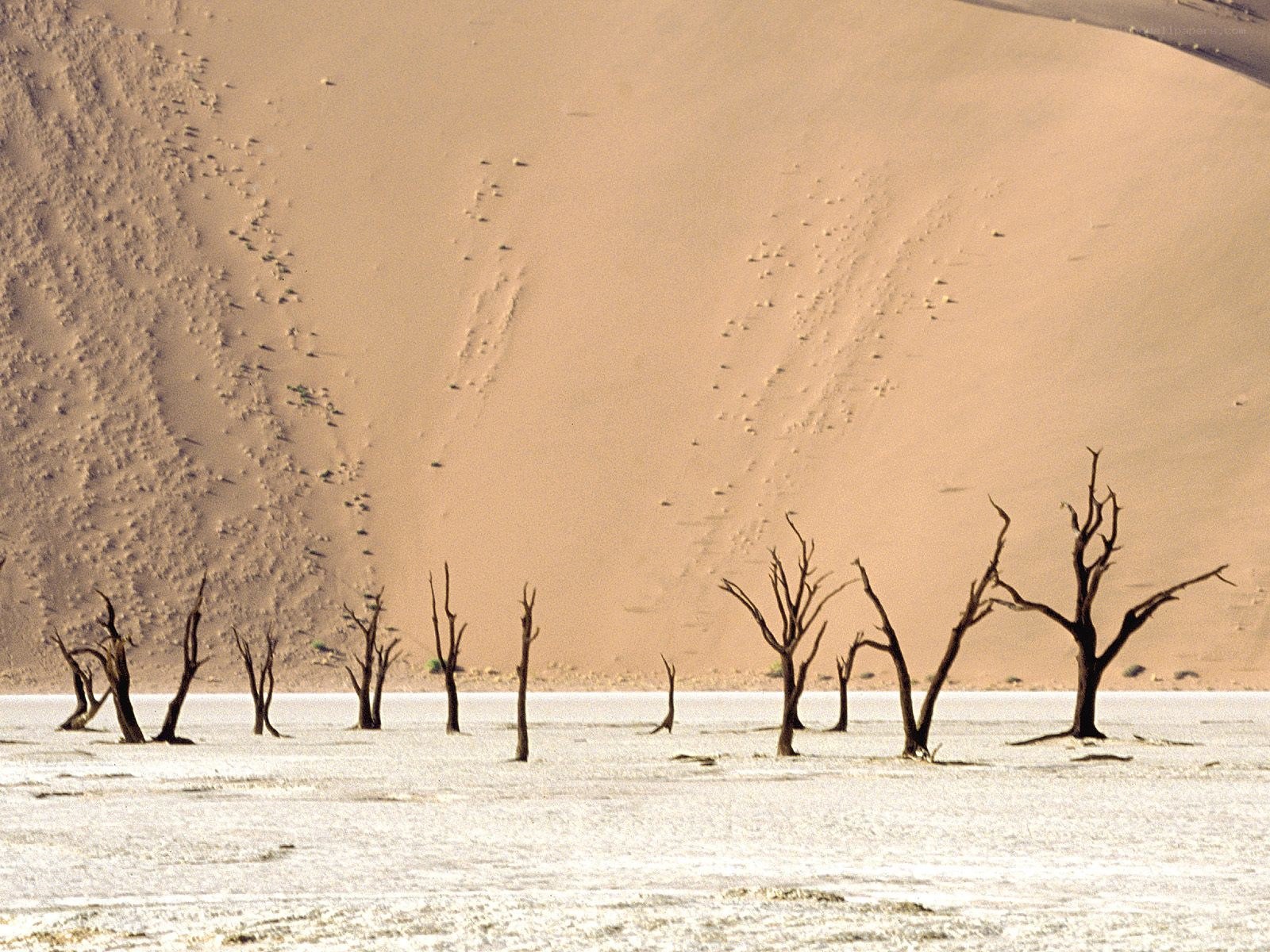 Dead trees in desert landscape