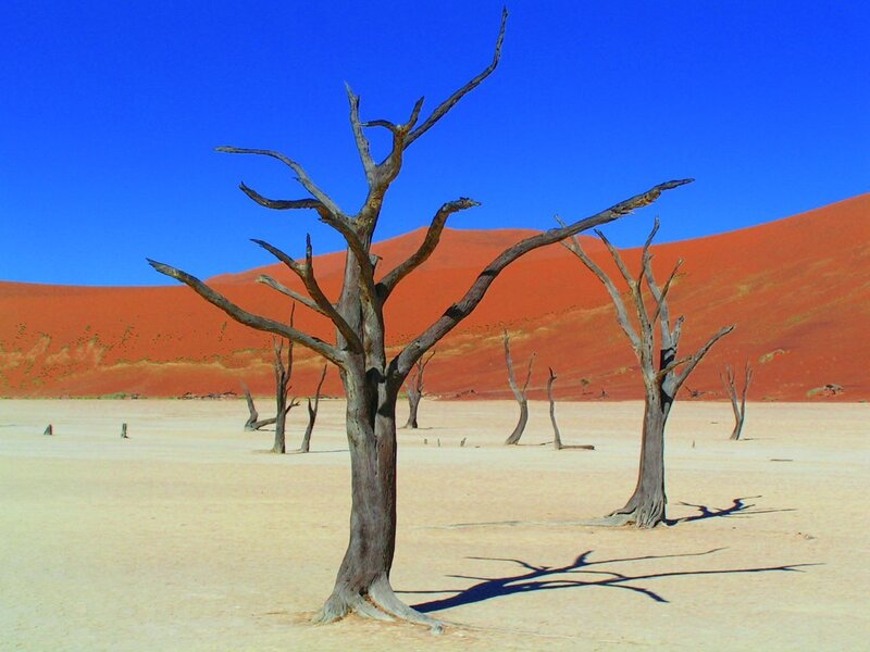 Dead trees in desert landscape