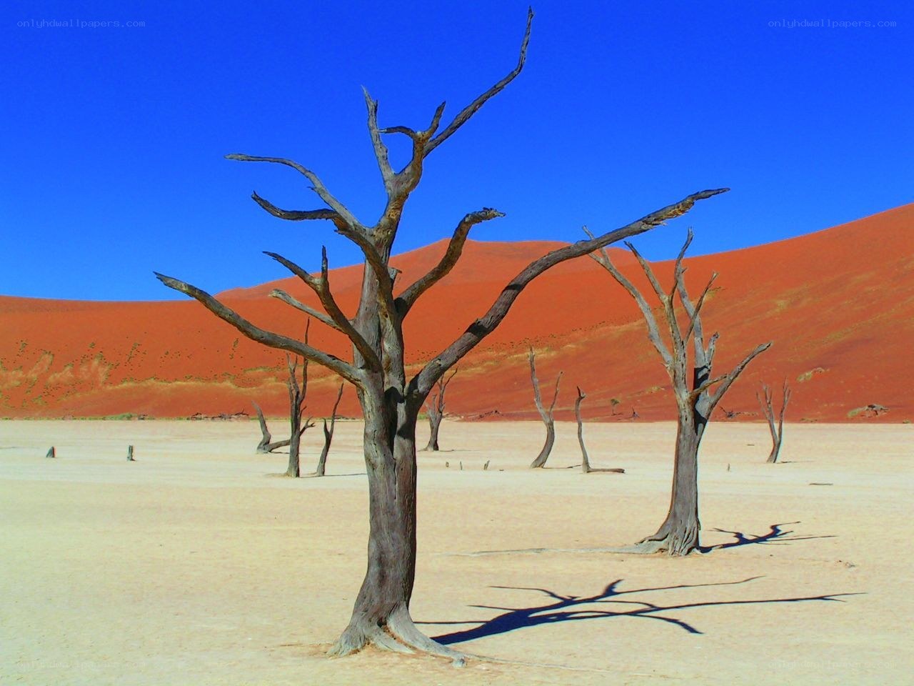 Dead trees in desert landscape