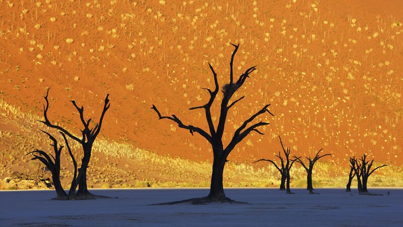 Dead trees in desert landscape
