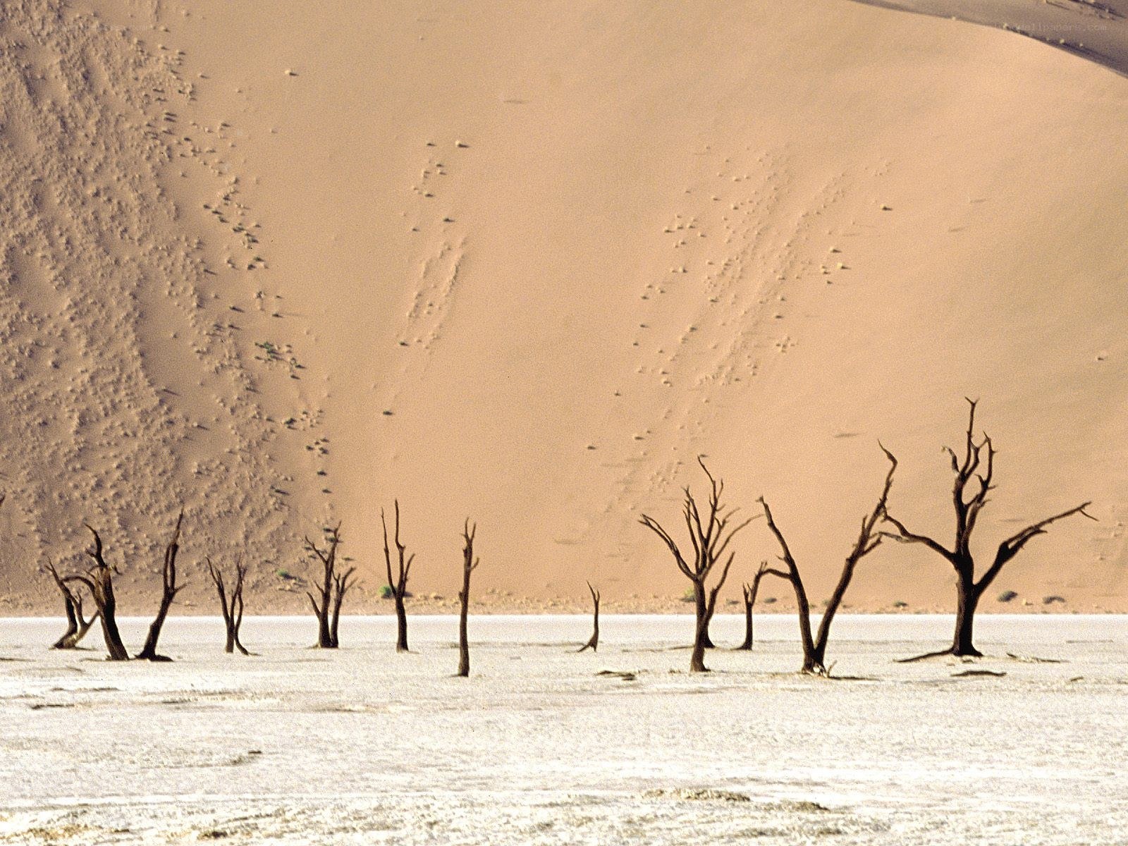 Dead trees in desert landscape
