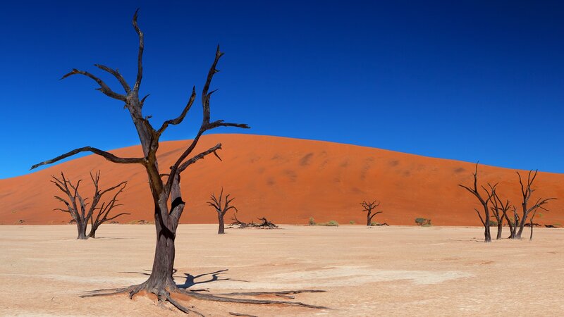 Dead trees in desert landscape