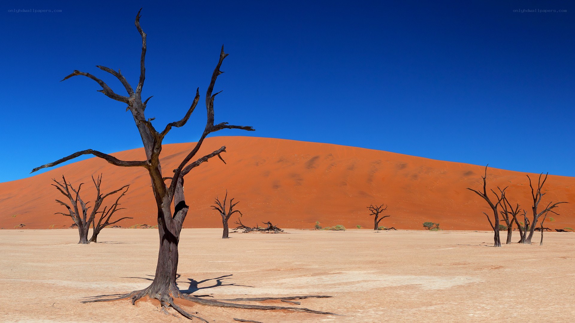 Dead trees in desert landscape