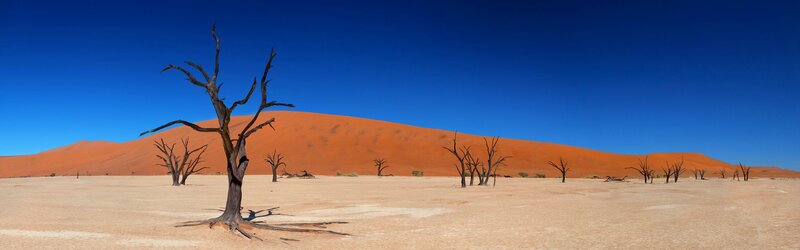 Dead trees in desert landscape