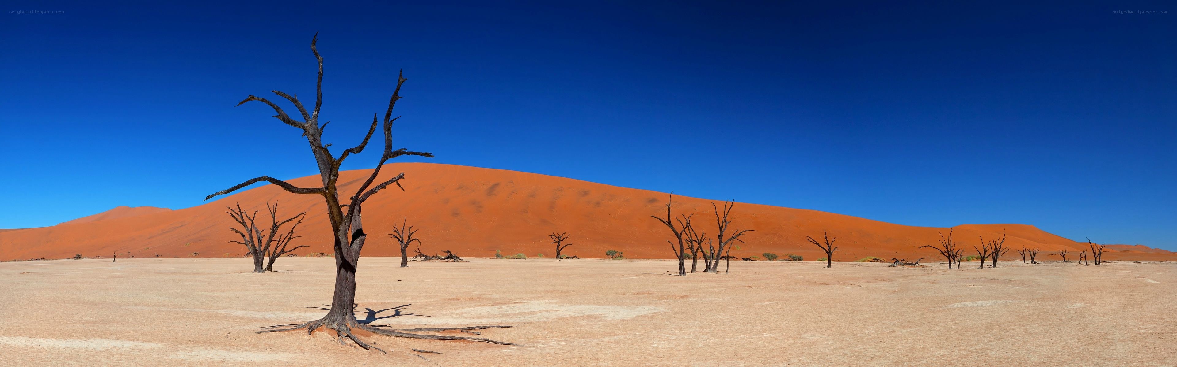 Dead trees in desert landscape